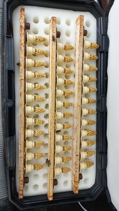 Vând Botci .matci virgine