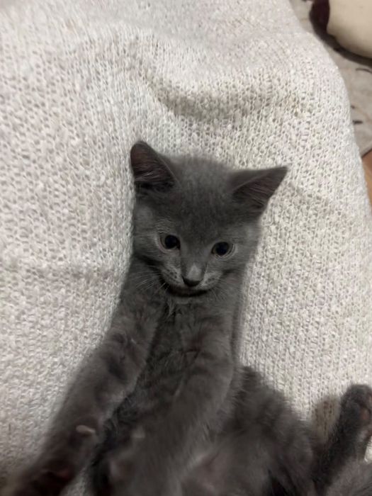 Отдам двух котят