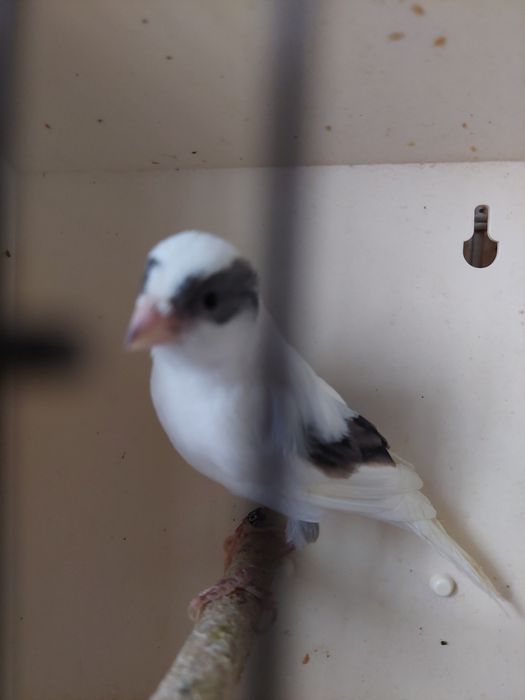 Canari slavujar inelati 25.băieți