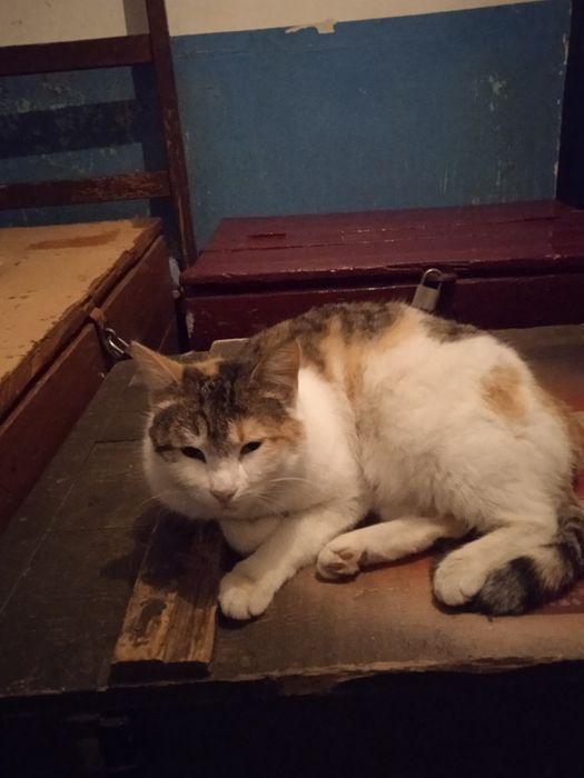 Котята котята котята