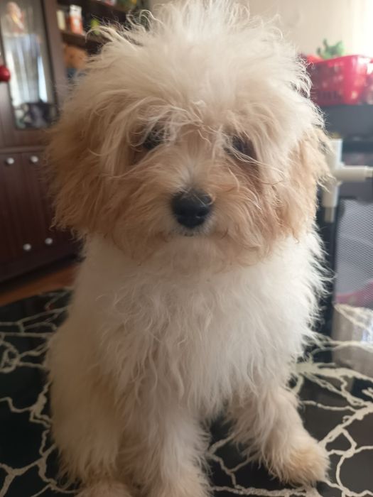 Фантастични Помапу кученца