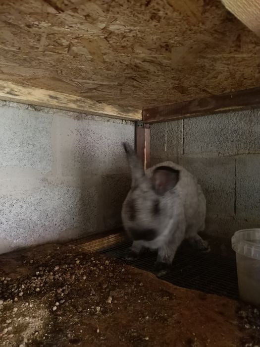 Продам кроликов, кролов