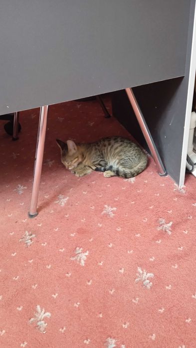 Отдадим даром кошку!