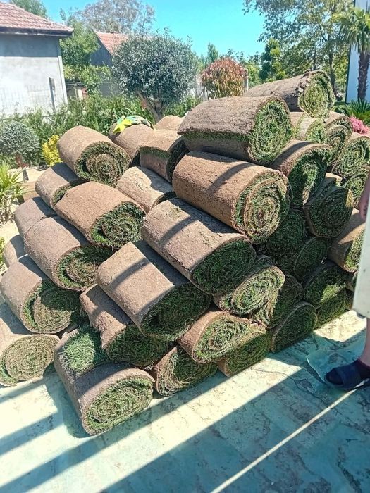 Gazon rulou natural calitate superioara