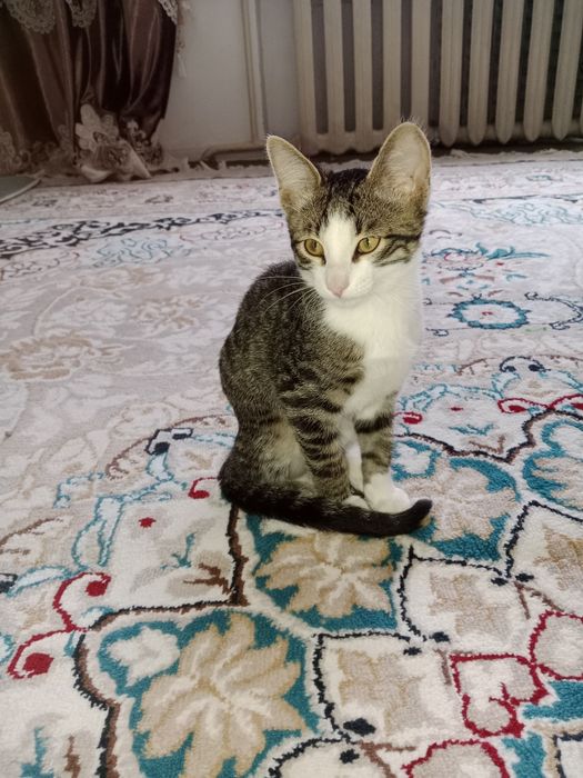 Отдам кота СРОЧНО