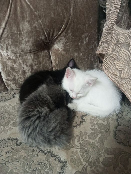 Отдам котят срочно