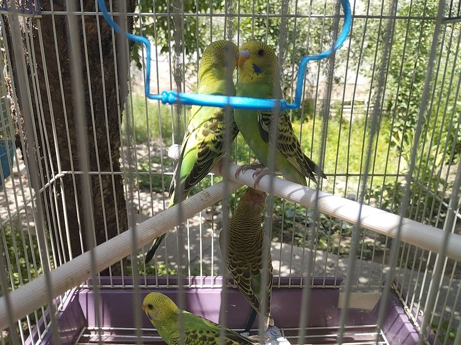 Волнистые попугаи домашние молодые 2 мес