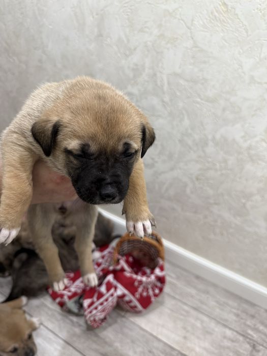 Милые щеночки в дом