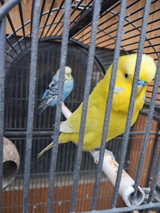 Vând o Perechie de Papagali Peruși standard