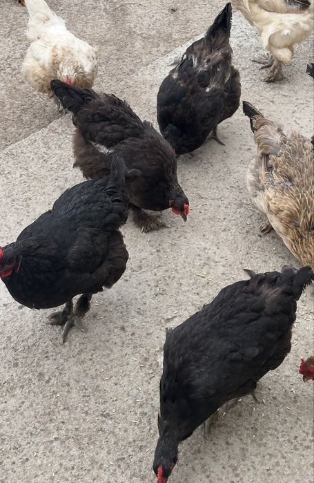 Продам кур, цыплят