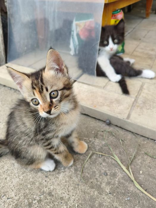 Котята крысыловы