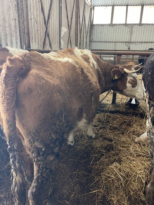 Vand 2 vaci tinere de lapte pentru pretentiosi