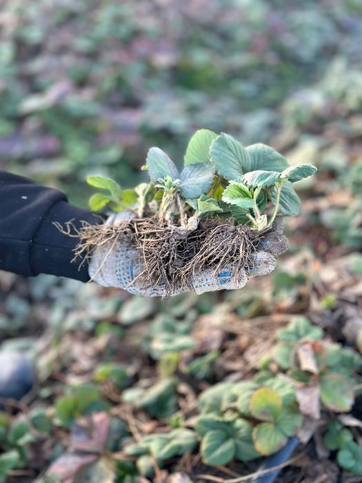 Рассада клубникы Альбион, Сандра, Мурано