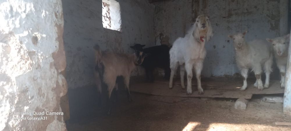 Ешкі Теке козёл коза козы