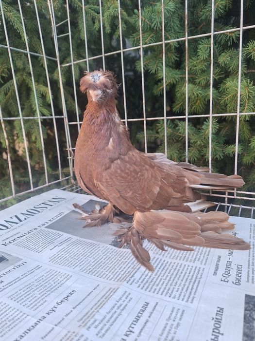 Продам красного самца пискуна