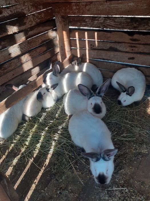 Vand iepuri californieni