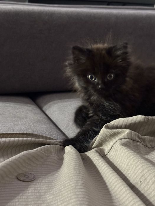 Отдам кошечку в добрые руки!