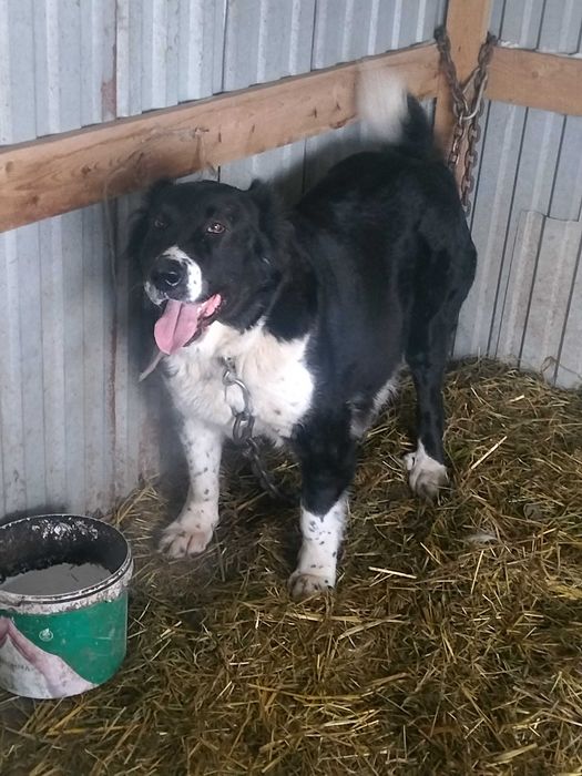 Продается прямая дочька Карабаса