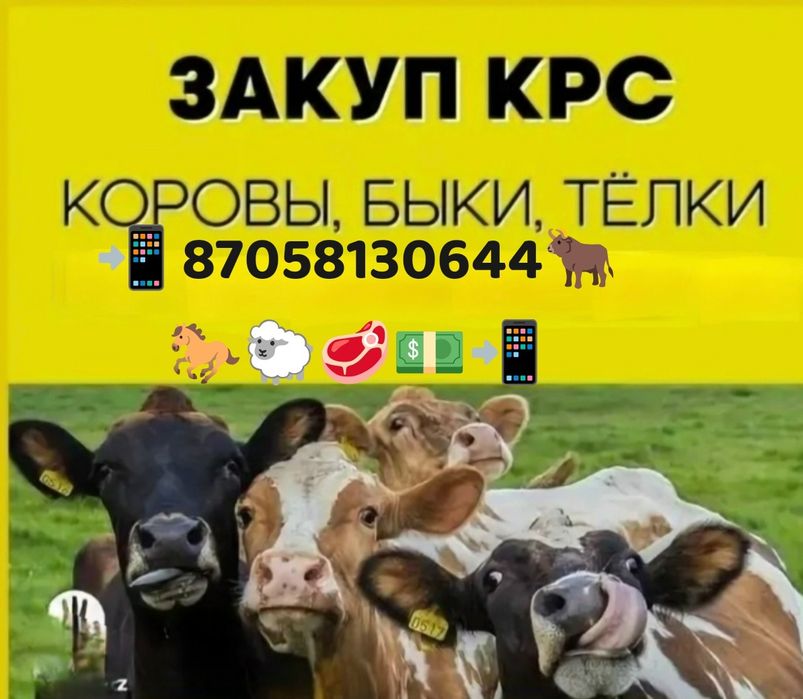 Коровы Быки Лошади