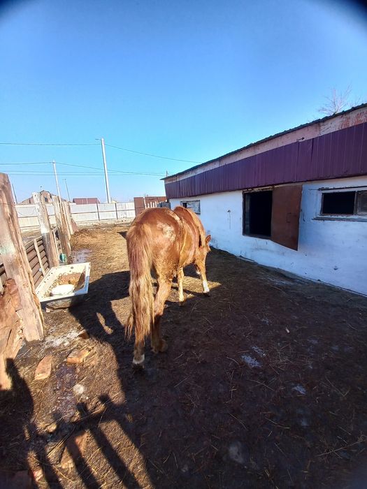 Құнан және бие құлын мен сатам