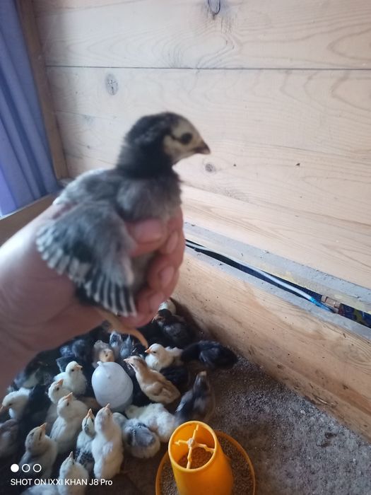 Циплята домашние