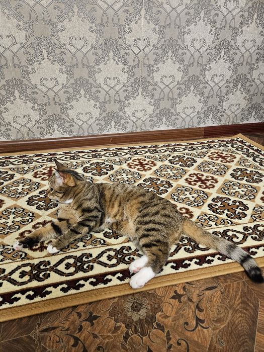 Отдам в хорошие руки