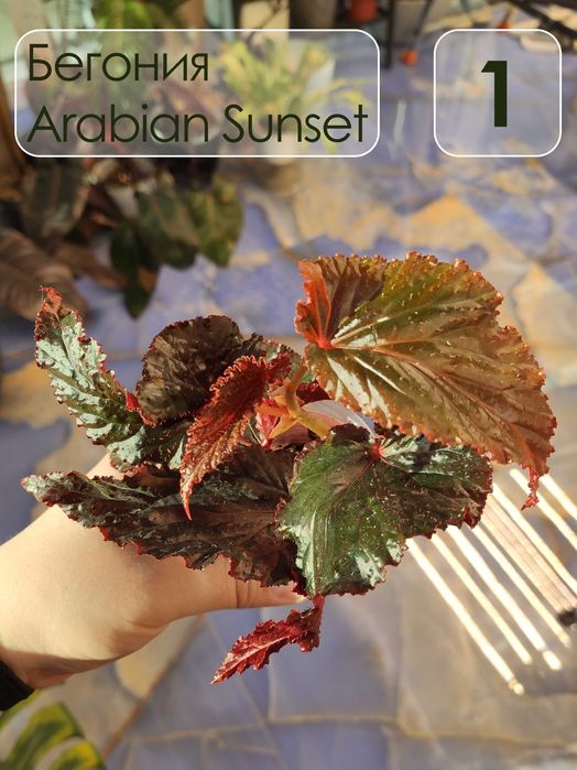 Бегония аравийский закат (Arabian Sunset)