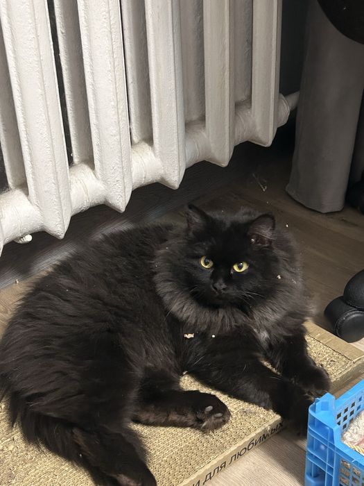 отдам даром кота