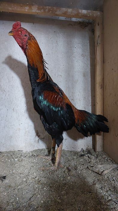 Бойцовский петух. Дакан