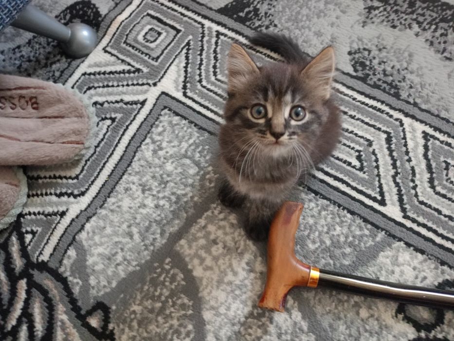 Отдам девочку в хорошие руки
