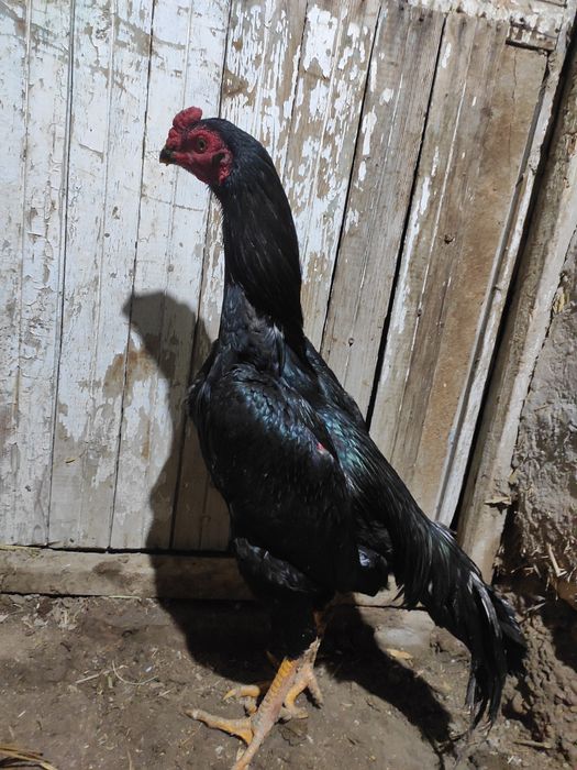 Shamo jo'ja tozasi ishqivoziga