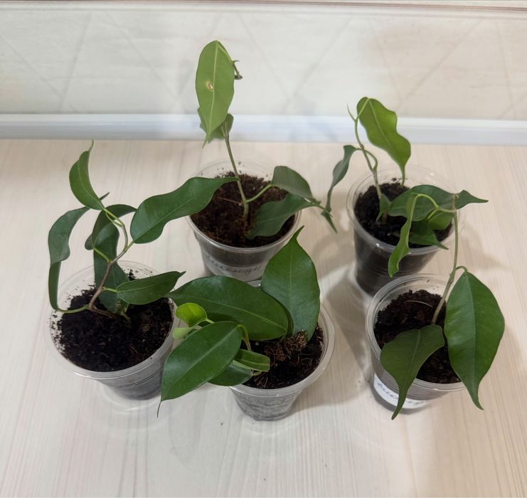 Продам фикусы черенки