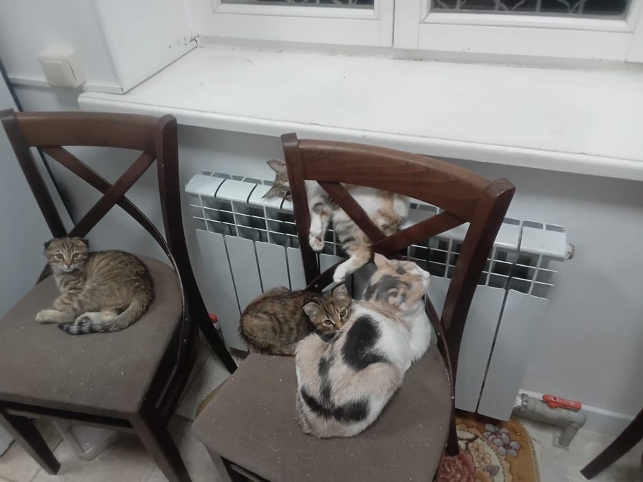 Котята в добрые руки, бесплатно.