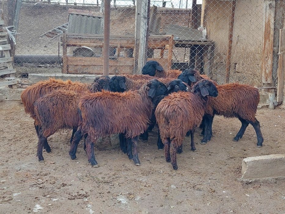 Қисары ургашы токтылар сатылады