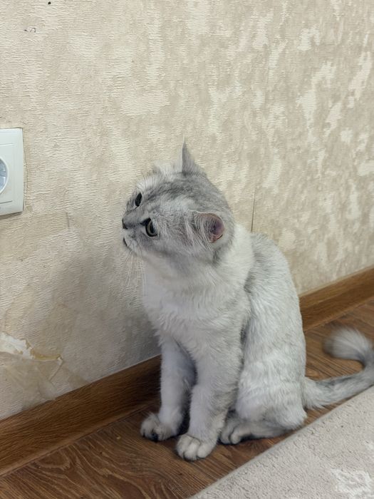 Умный Кот шиншила