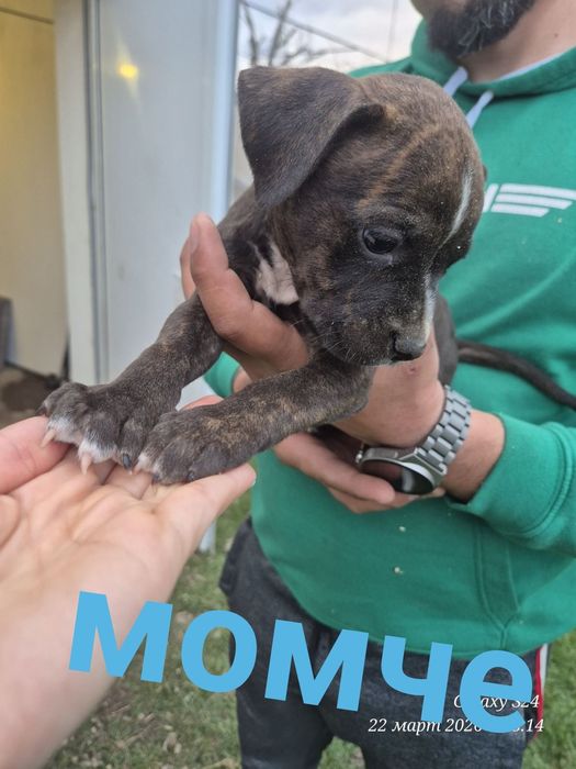 Малки чистокръвни сиви Питбули