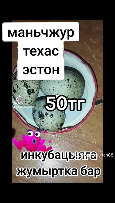 Инкубацыя бөдене жумыртка 50тг