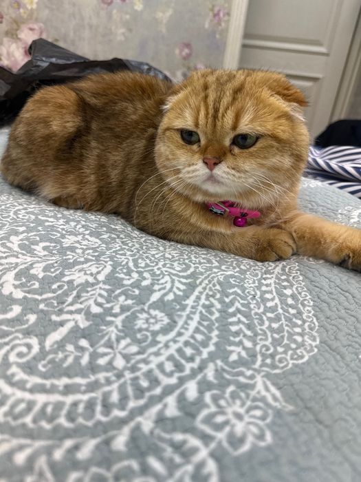 Мушук сотилади шиншила золотая