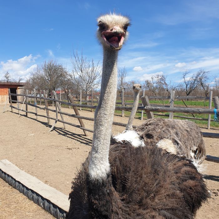 Oua strut pentru incubatie si consum!