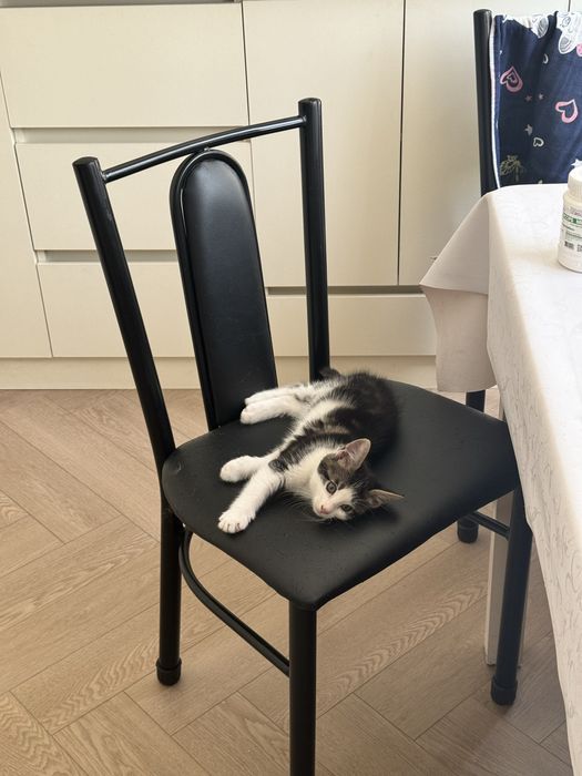 Котенок ищет дом бесплатно