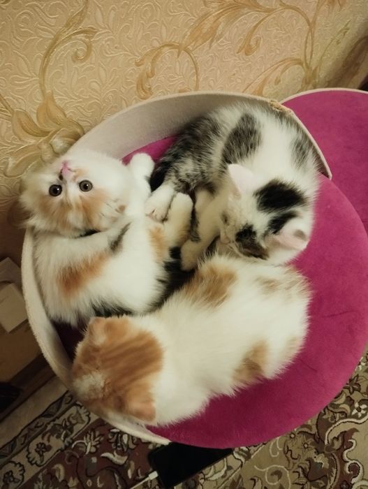 Сотаман мушукчалани