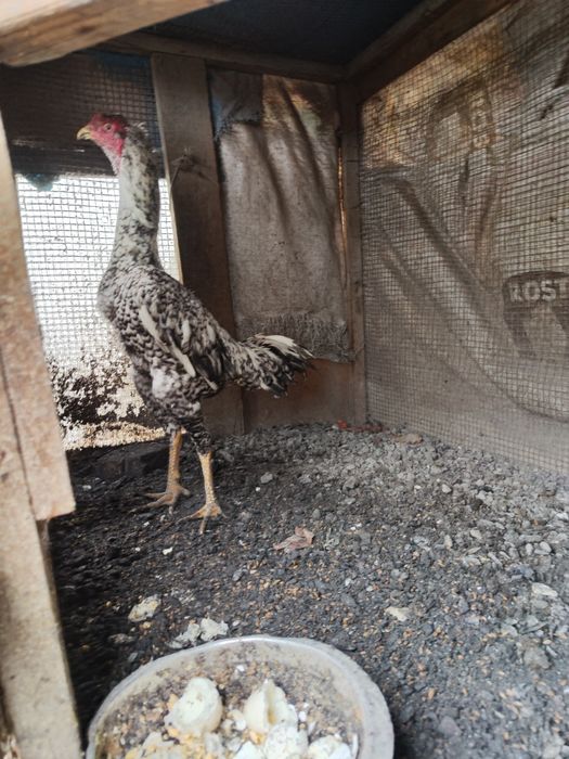 бойцы дакан шамо