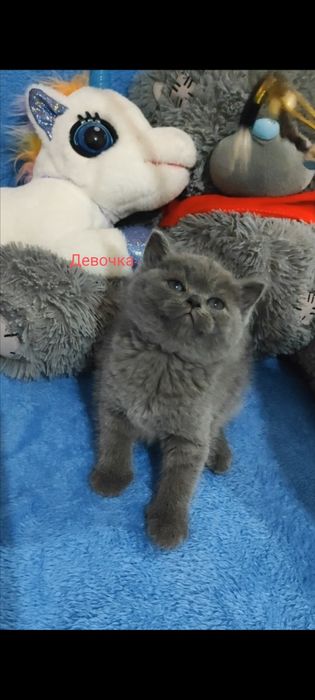 Продаются шикарные котята! Успейте к празднику купить! Девочки страйт.