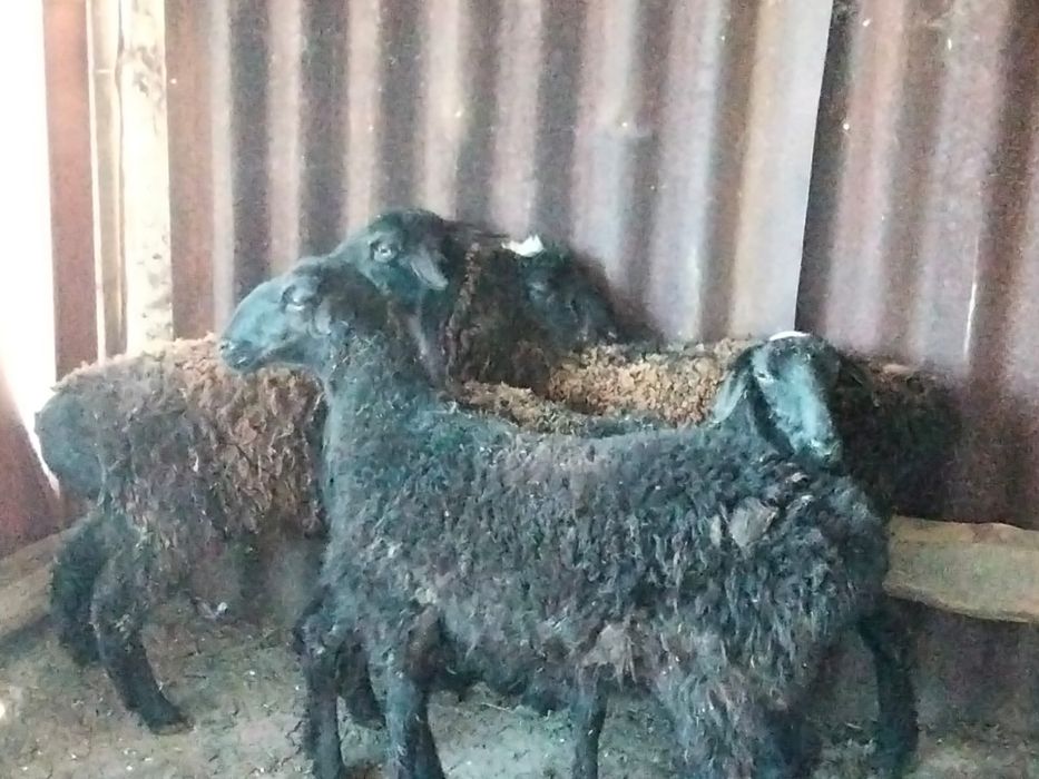 Продам овец ургашы