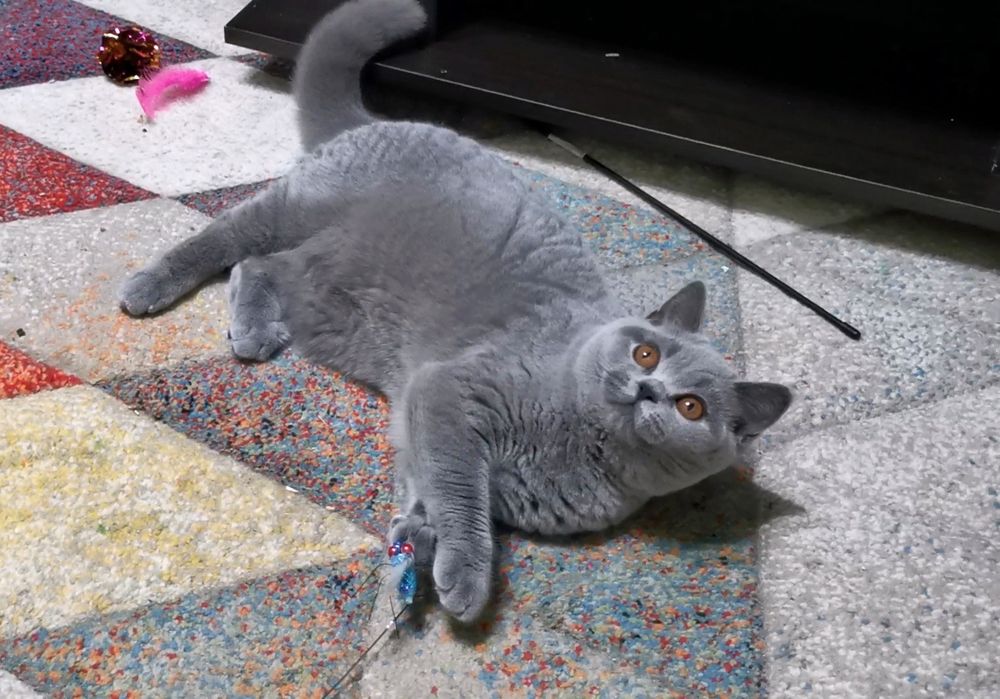 British shorthair cu pedigree