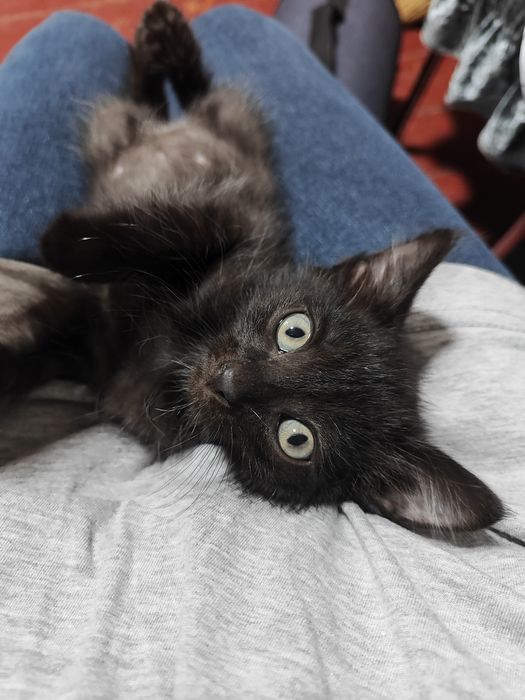 Котенок 2 месяца