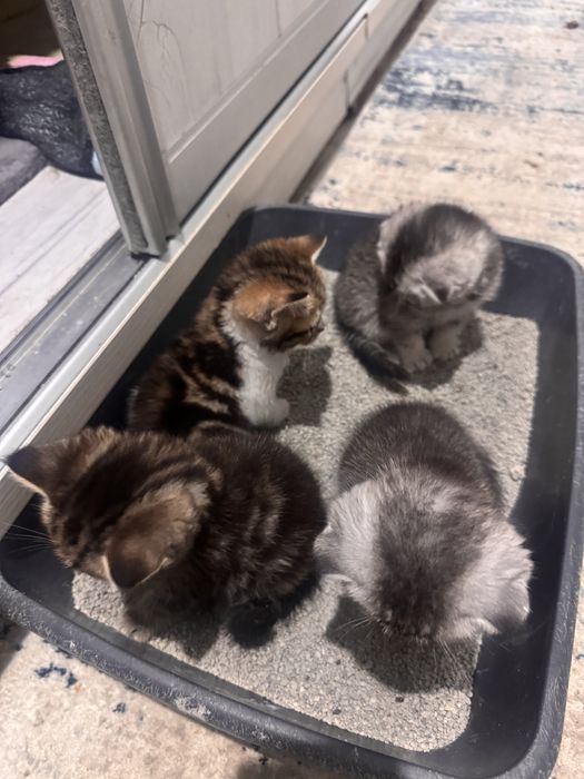 Кошки Британская