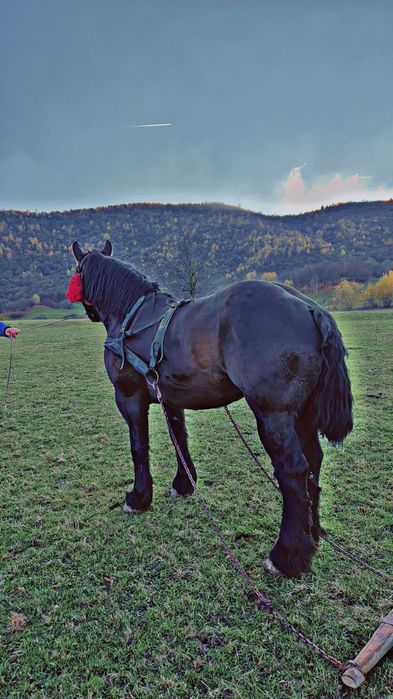 Iapa neagra de vanzare