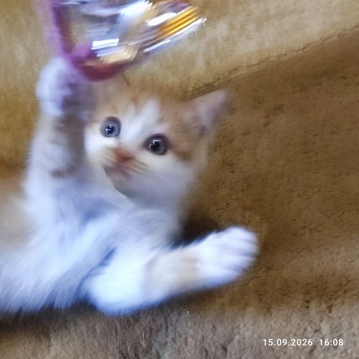 Котята счастье в доме