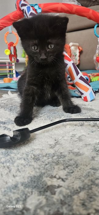 Отдам котят 2 месяца